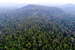 The Silent Guardian of the Archipelago: Understanding the Plight of the Sumatran Tiger