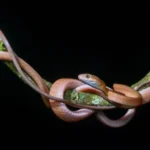 Beyond Lightning: The Evolutionary Marvel of Cat Reflexes, Physics, and High-Speed Survival