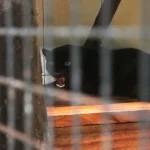 Beyond the Cage: Why Dedicated Veterinary Hospitals Are the Linchpin of Wildlife Conservation in Ex-Situ Facilities