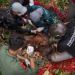 Borneo Ablaze: Unprecedented Forest Fires Threaten 88% of Endangered Orangutan Habitats