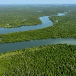 Indonesia Revives World Mangrove Center Initiative to Secure Global Leadership in Blue Carbon Conservation