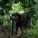 Saving the Gentle Giants: Indonesia’s Bold New Blueprint for Sumatra’s Endangered Elephants