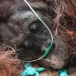 Silent Extinction on the Horizon: Alarm Bells Ring as Sumatra’s Orangutans Lose Nearly 20% of Their Population in a Decade