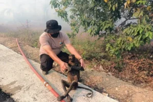 Tragedy in the Peatlands: Devastating Wildfires Threaten Endangered Proboscis Monkeys in South Kalimantan