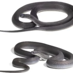Unveiling the Phantom of the Bale Mountains: New Species of Egg-Eating Snake Discovered in Ethiopia