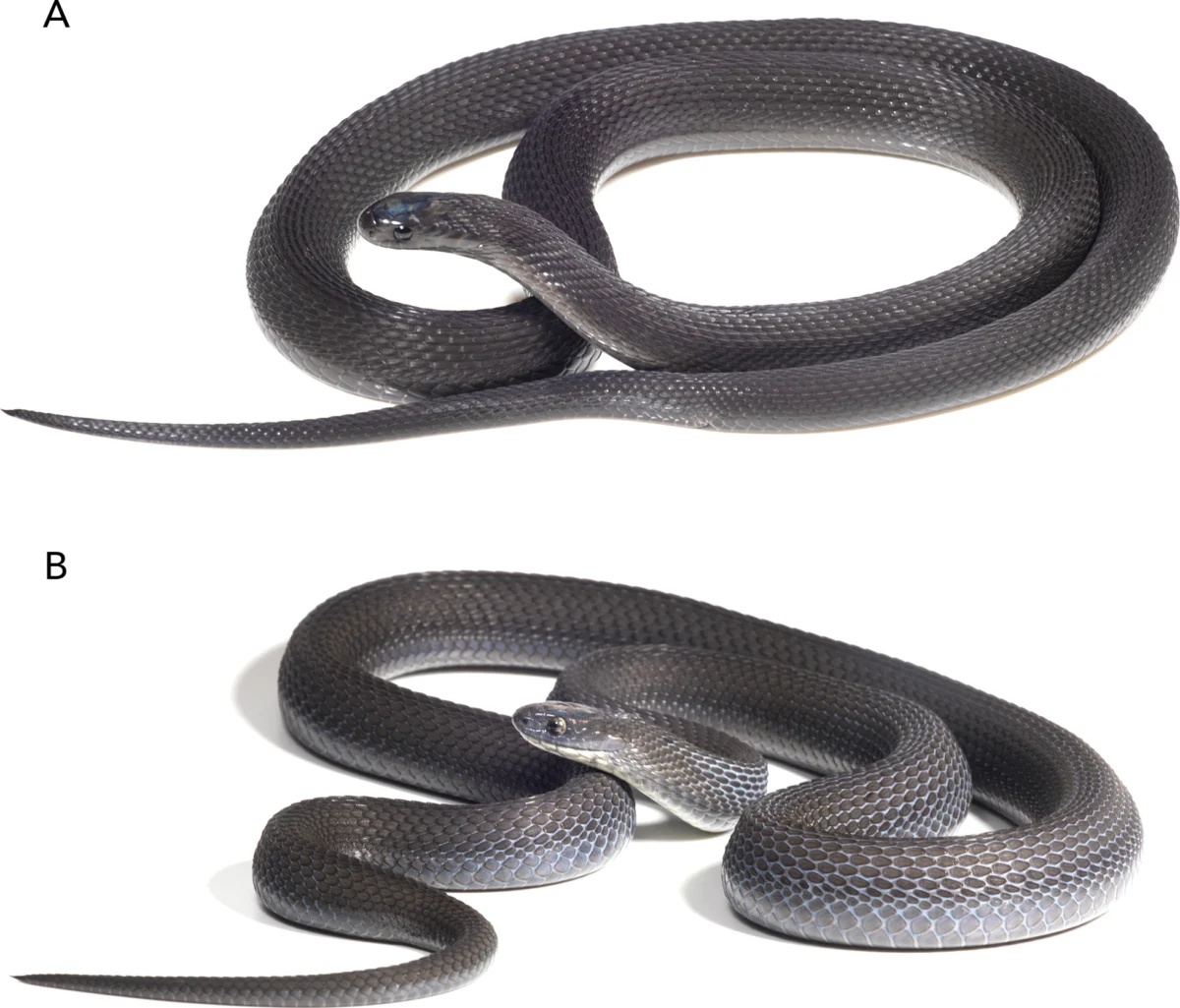 Unveiling the Phantom of the Bale Mountains: New Species of Egg-Eating Snake Discovered in Ethiopia