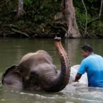 Voices of the Wild: How Malang’s Inclusive Elephant Conservation Story Is Breaking New Ground