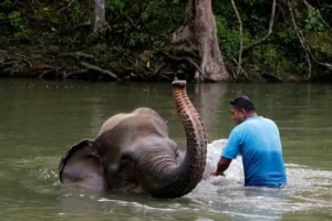 Voices of the Wild: How Malang’s Inclusive Elephant Conservation Story Is Breaking New Ground